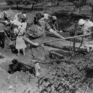 Dit is de Nederlandse beschrijving