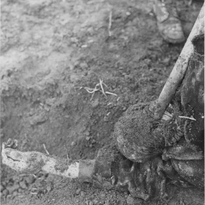 Dit is de Nederlandse beschrijving