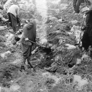 Dit is de Nederlandse beschrijving